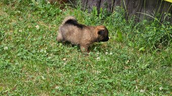 Pomeranian - 5