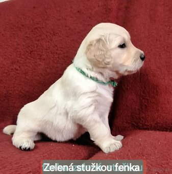Predám Šteniatka Zlaty retriever-Golden retriever - 5