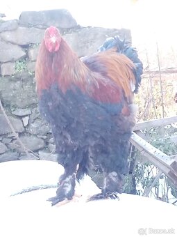 Kohút brahman jarabičí - 5