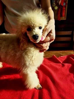 Predám psika toy pudel s pp FCI - 5