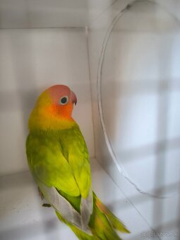 Predám papagáje - 5