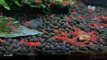Neocaridina red cherry - 5