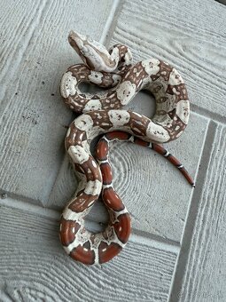 Veľhad kráľovský/Boa constrictor - 5