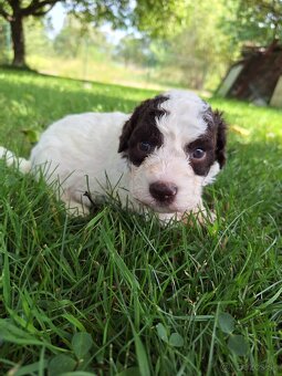 Lagotto romagnolo s PP (italský vodní pes) - 5