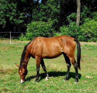 Quarter Horse 2,5 ročná kobylka - 5
