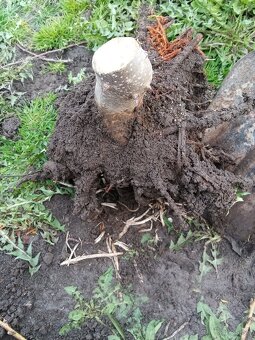 Semienka a podpniky Paulownie Shan Tong 100-kus - 5