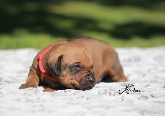 Rhodesian Ridgeback - 5