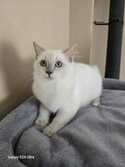 Ragdoll - 5