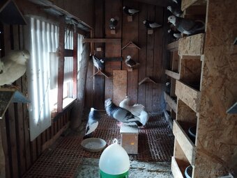 ANGLICKY.   PAVIK - 5