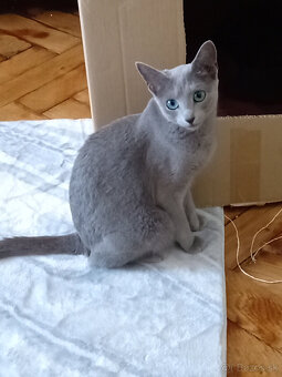 Ruská modrá koťátka s PP - 5