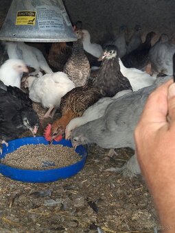 Brahmanky , české zlaté kropénky , oravky , vlašky - 5