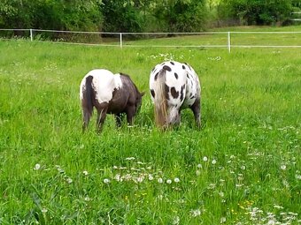 Appaloosa - 5