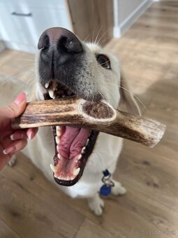 Stráženie psíkov P&M | Košice - 5