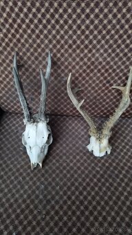 Predám srnčie trofeje parožie, zhody, srnčie. - 5