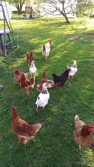 🥚Domáce BIO vajíčka od šťastných sliepok z voľného výbehu🌿 - 5