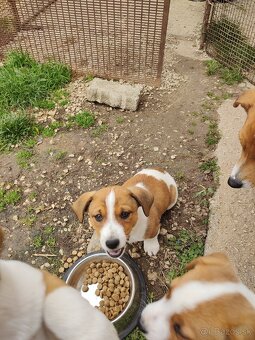 predám Jacky Russel Terier - 5