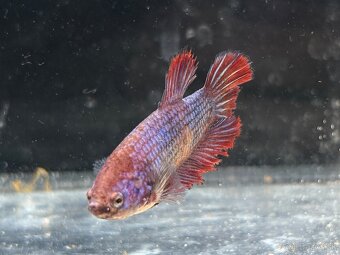 Bojovnica pestrá - betta splendens - 5
