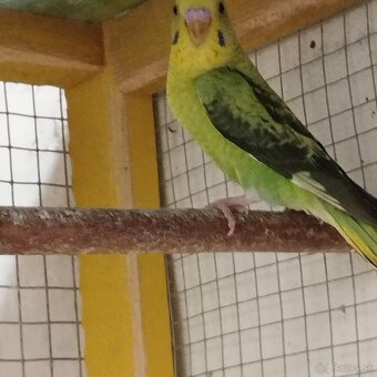 Andulky blackwing - 5