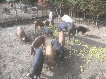 Mangalicia a durok - 5