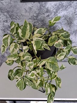 Izbové rastliny, sadeničky - 5