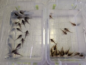 L 236 Super White - odchov - 5