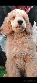 Pudl, pudel, pudlík  s PP - 5