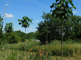 PAULOWNIA - 5