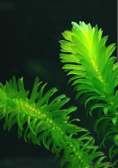Akvarijne rastliny mix 7 druhov +7krevetiek - 5