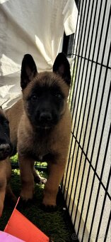Belgický ovčiak - Malinois - 5