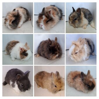 Králik zdrobnelý, zakrslý - 5