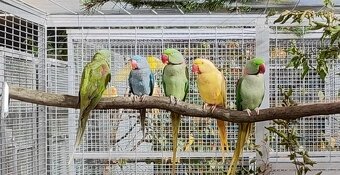 Austrália odcervenie S76 - 5