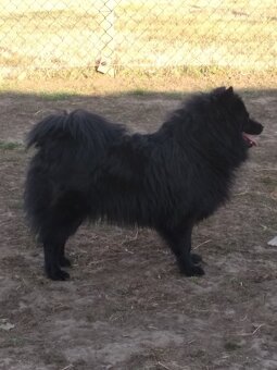 Veľký špic s PP - 5