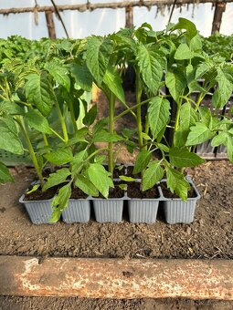 Priesady, planty - 5