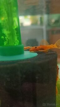 Prísavniky - Super red long fin - 5