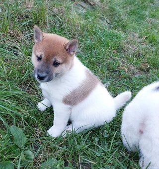 Shiba inu s PP - 5