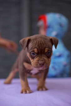 American bully s PP - 5