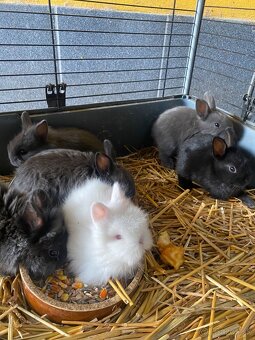 Trpaslíčie králiky - 5