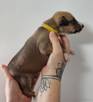 Whippet s PP - 5