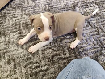 American bully XL - 5