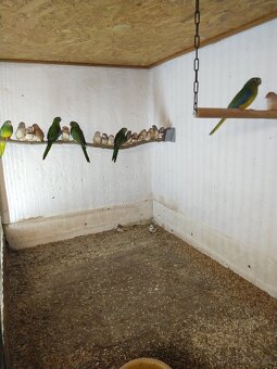 Zebričky, Neofémy, andulky - 5