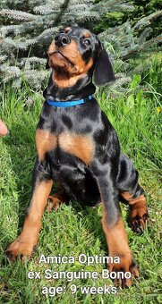 DOBERMANN šteniatka s P.P. - 5
