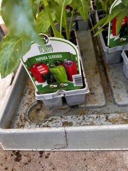 Planty - 5