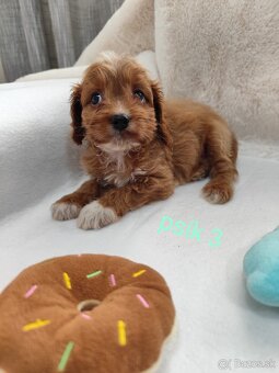 Cavapoo - 5