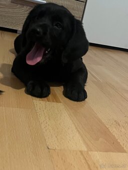 Šteniatka tatranskeho duriča - 5