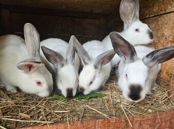 Predám králiky - 5