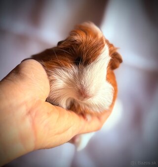 Sheltie nádherný samček morské prasiatko - 5