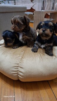 Yorkshire Terrier - 5