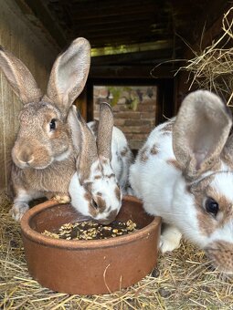 Predám králikov do chovu - 5