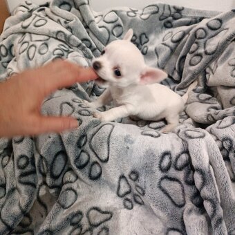 Civava kratkosrsta mini - 5