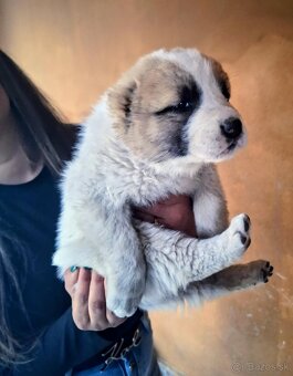 Stredoázijský ovčiak- šteniatká - 5